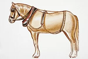 Carriage horse wearing harness
