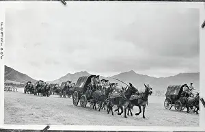 Honolulu Prints: Carriages Being Pulled by Mules