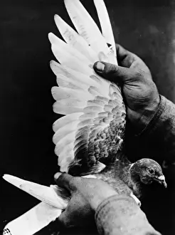I American Prints: Carrier Pigeon