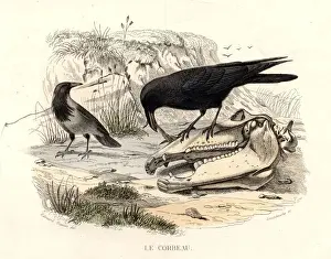 Carrion Crow