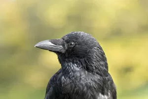 Images Dated 12th October 2014: Carrion Crow -Corvus corone-
