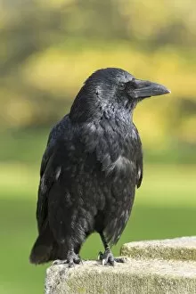 Wood Gallery: Carrion Crow -Corvus corone-