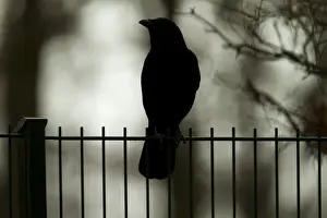 Corvid Prints: Carrion Crow -Corvus corone-, Bergisches Land region