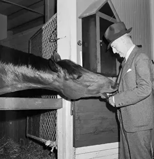 Racehorse Prints: For A Carrot I'll Win That Match Race For You