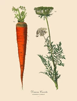 Images Dated 1st February 2019: Carrot, Root Crops and Vegetables, Victorian Botanical Illustration