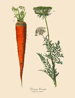 Vegetable Prints: Carrot, Root Crops and Vegetables, Victorian Botanical Illustration