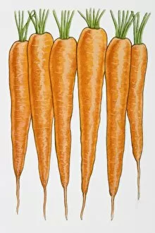 Carrots in row