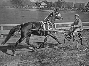 Sports Race Gallery: Cart Before The Horse