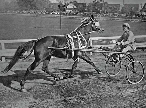 Images Dated 29th January 2011: Cart Before The Horse