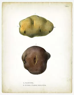 Images Dated 11th May 2018: Carter potatoes illustrations 1849