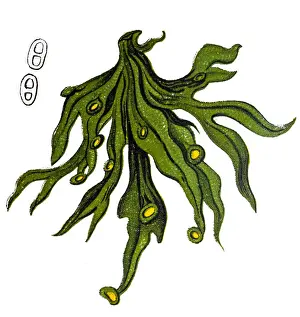 Cartilage Lichen, Ramalina calicaris