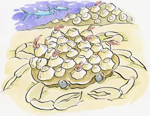 Sinking Prints: Cartoon of crab, sinking in sand, over-burdened by barnacles on back