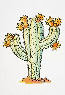 Cartoon, desert cactus in bloom