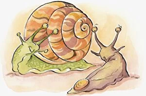Cartoon of Garden Snail (helix aspera) with green body and multi coloured shell and brown Garden Slug (Arion hortensis)