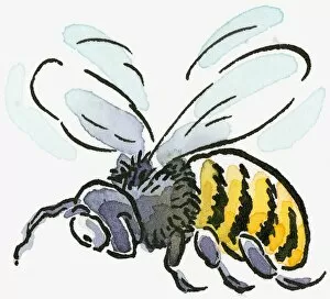 Images Dated 18th November 2008: Cartoon of Honey Bee (Apis mellifera), flying