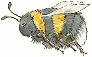 Cartoon of Honeybee (Apis), flying