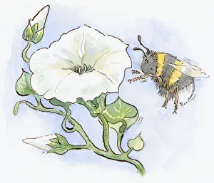 Approaching Prints: Cartoon of Honeybee (Apis), with smiley face approaching large white flower