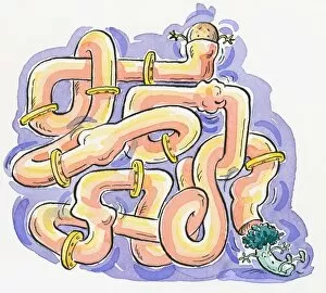 Cartoon of human ileum represented as twisted pipes and valves with food passing through digestive system