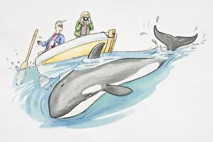 Images Dated 7th August 2006: Cartoon of a killer whale under a boat