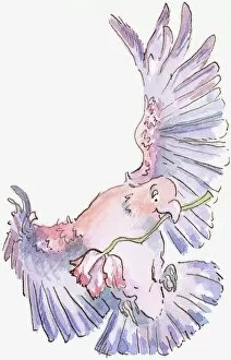 Cartoon of parrot holding flower by stem in beak