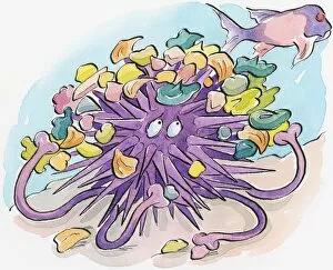 Cartoon of purple Sea Urchin (Echinoidea) using shells and seaweed debris as camouflage it carries on back