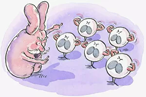 Images Dated 10th December 2008: Cartoon representing thymus pointing at white blood cells flexing muscles