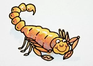 Images Dated 9th January 2007: Cartoon, smiling orange scorpion