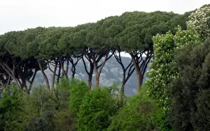Park Man Made Space Prints: Caserto Royal Palace, Campania, Italy