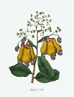 Images Dated 6th July 2016: Cashew Nut Victorian Botanical Illustration