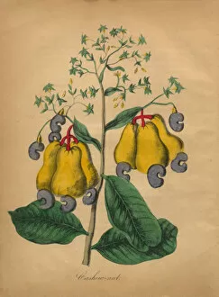 Images Dated 5th July 2016: Cashew Nut Victorian Botanical Illustration