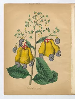 Images Dated 2nd July 2015: Cashew Nut Victorian Botanical Illustration