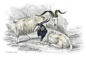 Images Dated 25th May 2017: Cashmere goats lithograph 1884