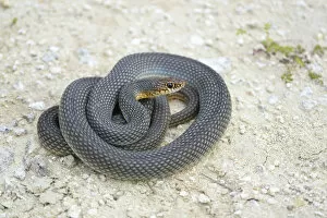 Images Dated 3rd June 2014: Caspian Whipsnake -Dolichophis caspius-, curled up, ready to fight, Pleven region, Bulgaria