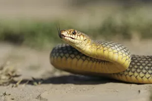 Images Dated 28th May 2008: Caspian Whipsnake -Dolichophis caspius-, darting its tongue, Pleven region, Bulgaria