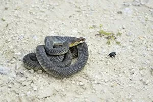 Images Dated 3rd June 2014: Caspian Whipsnake -Dolichophis caspius-, curled up, ready to fight, Pleven region, Bulgaria