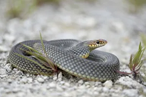 Images Dated 3rd June 2014: Caspian Whipsnake -Dolichophis caspius-, curled up, Pleven region, Bulgaria