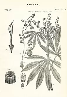 Images Dated 10th April 2017: Cassava plant engraving 1877
