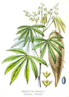 Root Prints: Cassava Yuca engraving 1857