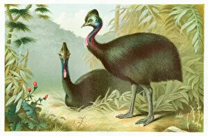 Images Dated 27th February 2017: Cassowary bird engraving 1892