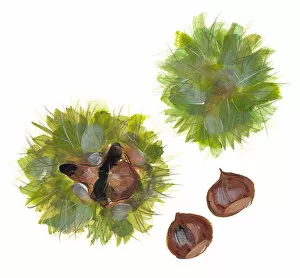 Images Dated 16th May 2017: castanea sativa, chestnut, green, nobody, nut, plain background, sweet chestnut