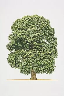 Castanea sativa, Spanish Chestnut or Sweet Chestnut tree