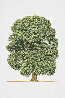 Images Dated 28th June 2006: Castanea sativa, Spanish Chestnut or Sweet Chestnut tree