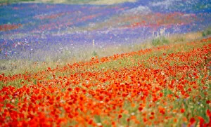 Francesco Riccardo Iacomino Travel Photography Gallery: Castelluccio di Norcia, fields in full bloom, flowering in Umbria, Italy