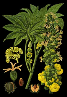 Images Dated 18th April 2019: castor bean, castor oil plant