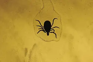 Danger Prints: Castor bean tick -Ixodes ricinus-, Germany, Europe
