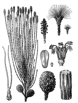 Casuarina equisetifolia