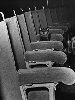 Stage Theater Prints: Cat Bird Seat