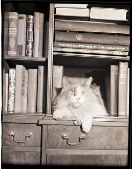 Bookshelf Prints: Cat on Bookshelf