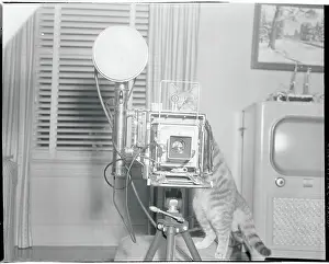 Cat Behind the Camera