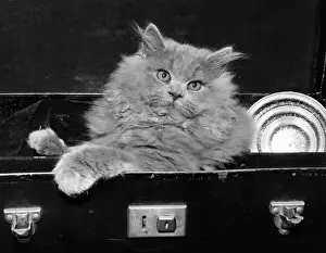 Cat Case